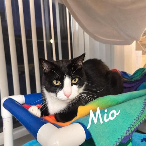 MIO - Domestic Short Hair available for adoption