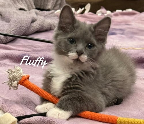 FLUFFY - Domestic Long Hair available for adoption