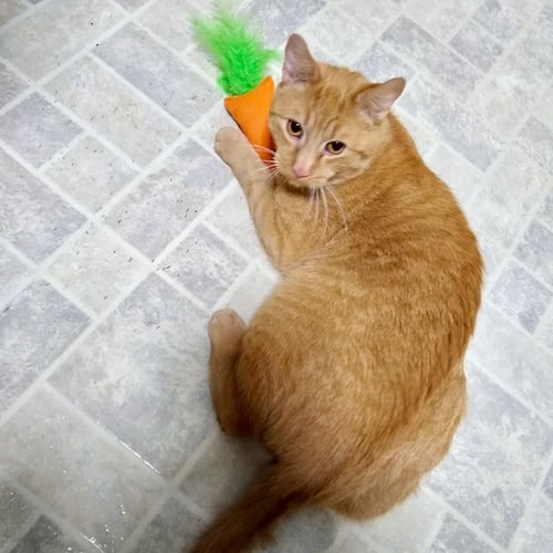 FREDDY - Domestic Short Hair available for adoption