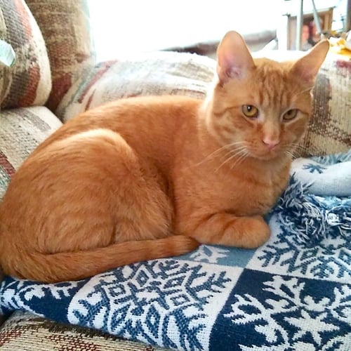 FREDDY - Domestic Short Hair available for adoption