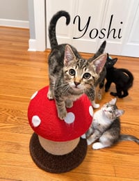 Yoshi - Photo 1