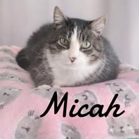 Micah - Photo 1