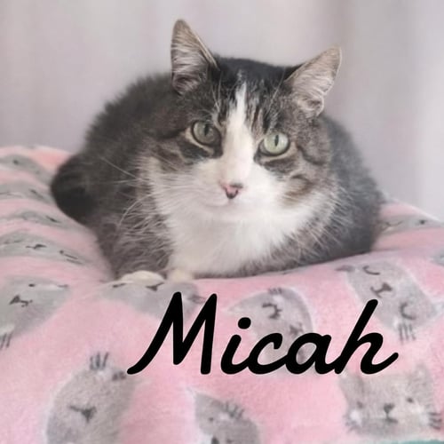 MICAH - Domestic Short Hair for adoption in New Haven