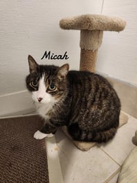 Micah - Photo 3