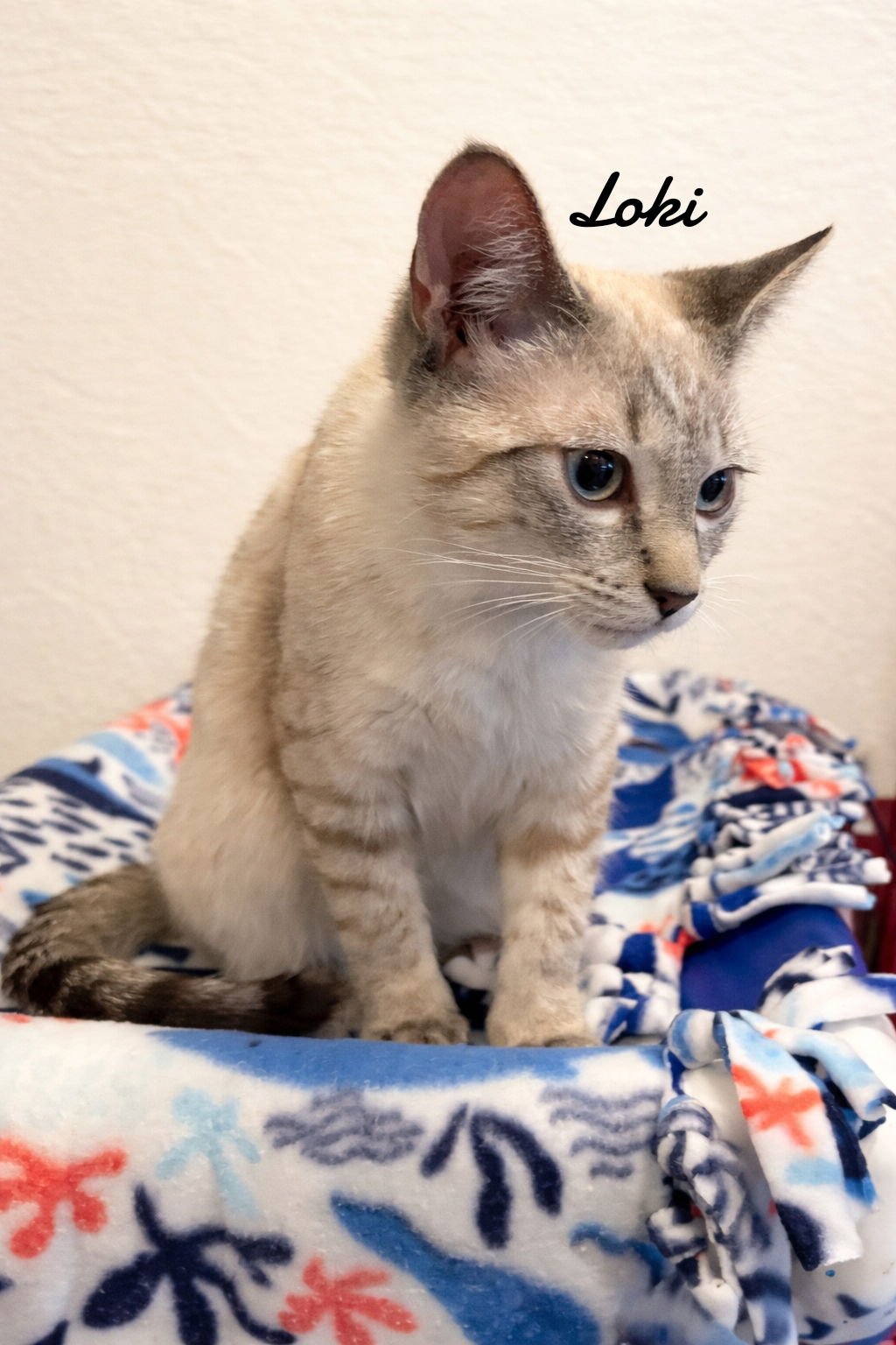 LOKI - Domestic Short Hair available for adoption