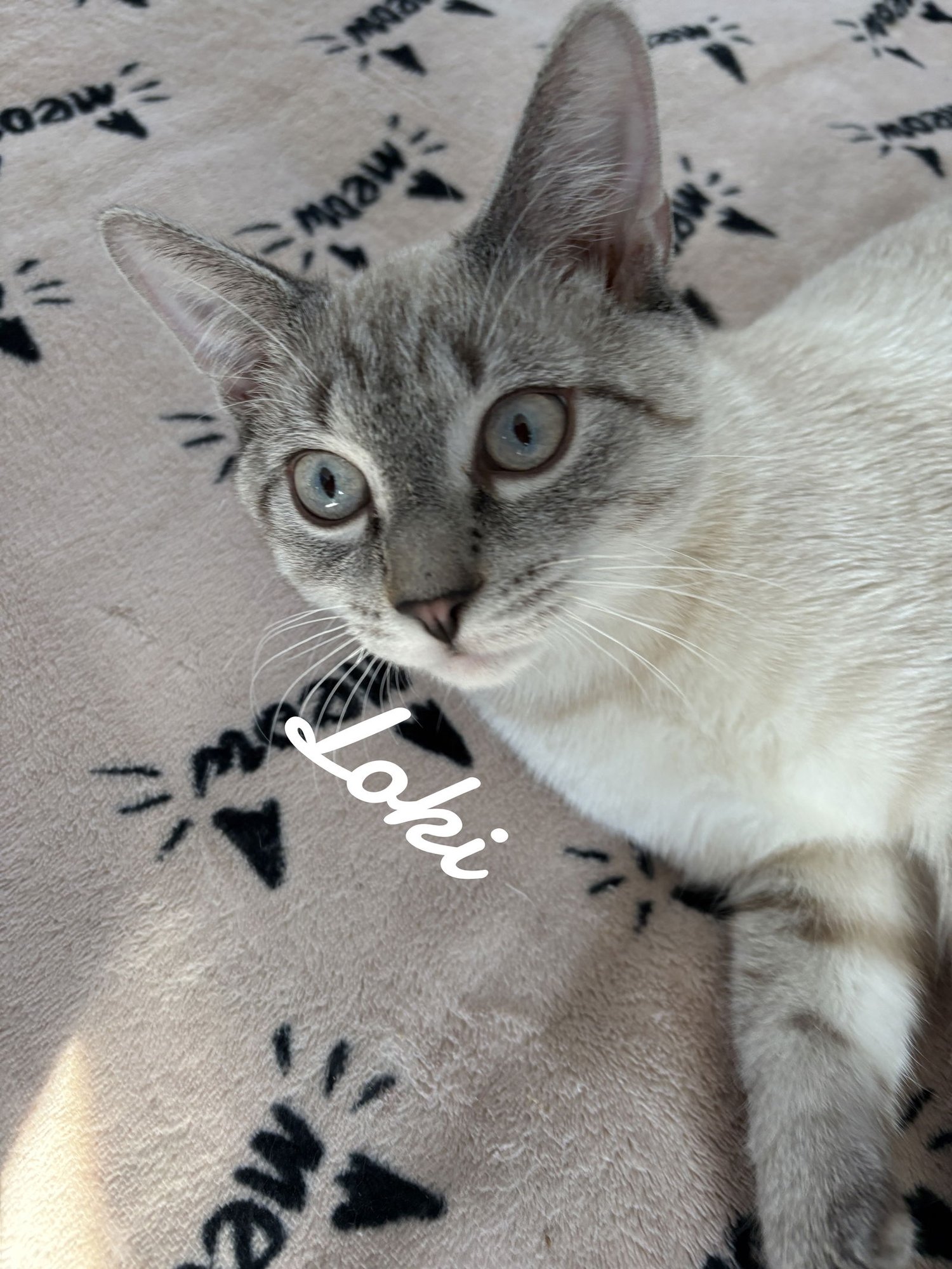 LOKI - Domestic Short Hair available for adoption