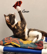 Coco - Photo 2