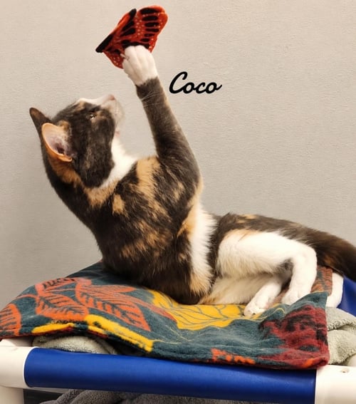 COCO - Domestic Short Hair available for adoption