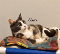 Coco - Photo 3