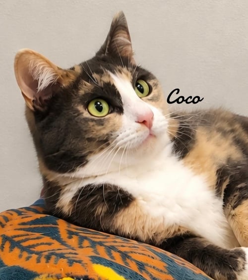 COCO - Domestic Short Hair available for adoption