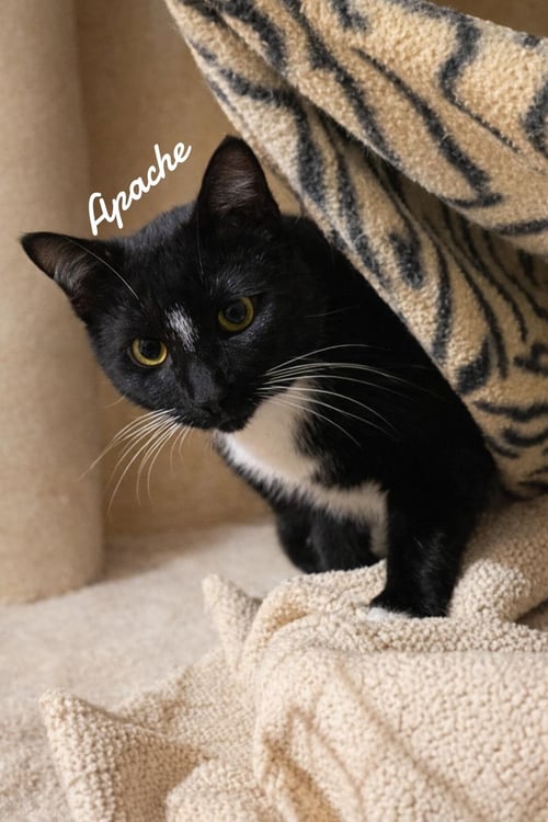 APACHE - Domestic Short Hair available for adoption