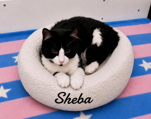 SHEBA