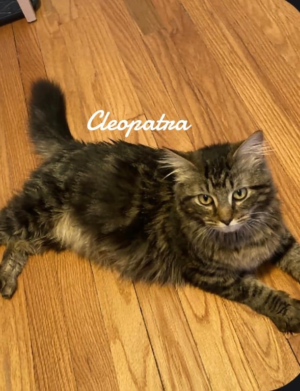 Cleopatra Image