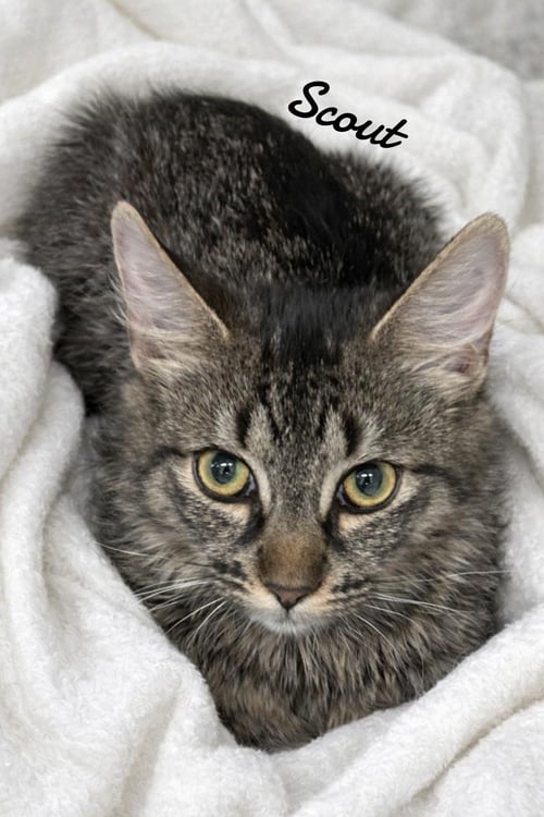SCOUT - Domestic Medium Hair available for adoption
