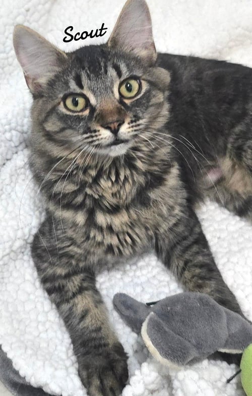 SCOUT - Domestic Medium Hair available for adoption