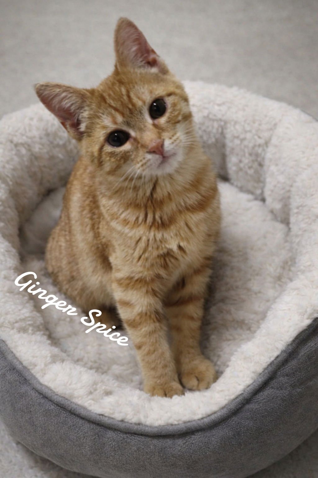 GINGER SPICE - Domestic Short Hair available for adoption