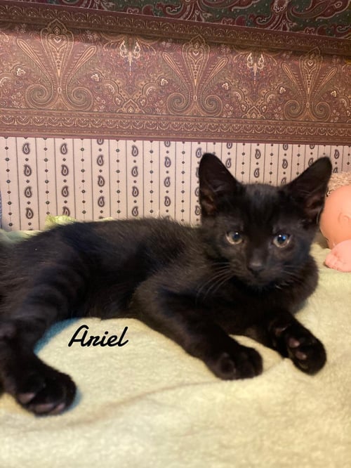 ARIEL - Domestic Short Hair available for adoption