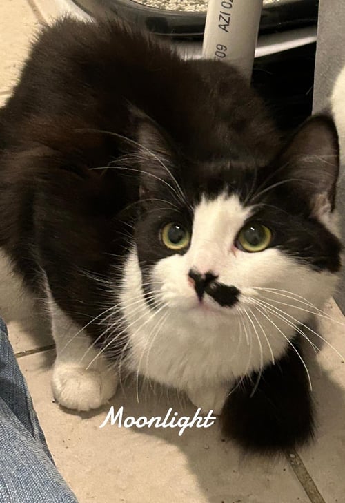 MOONLIGHT - Domestic Short Hair available for adoption