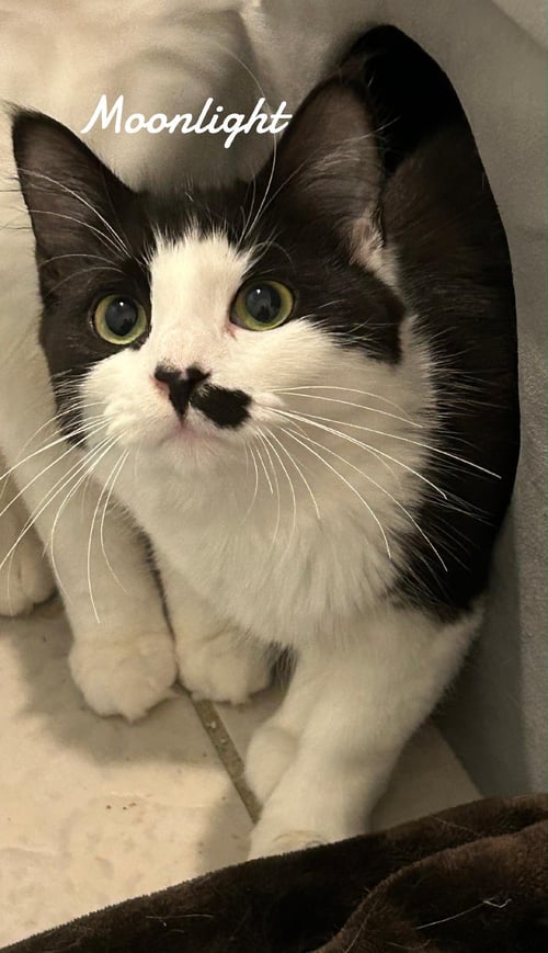 MOONLIGHT - Domestic Short Hair available for adoption