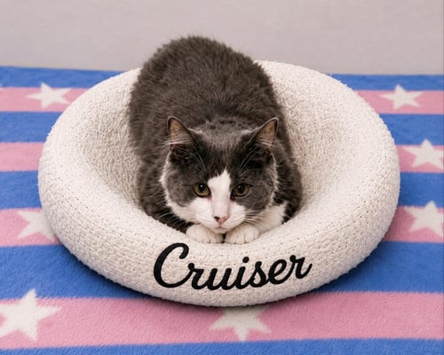 CRUISER - Domestic Long Hair available for adoption
