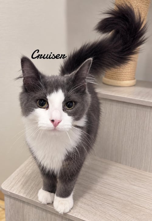 CRUISER - Domestic Long Hair available for adoption