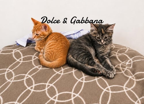 DOLCE & GABANNA BONDED PAIR - Domestic Short Hair available for adoption