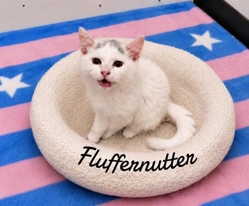 FLUFFER NUTTER - Domestic Long Hair available for adoption