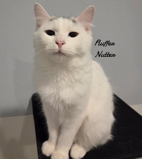 FLUFFER NUTTER - Domestic Long Hair available for adoption