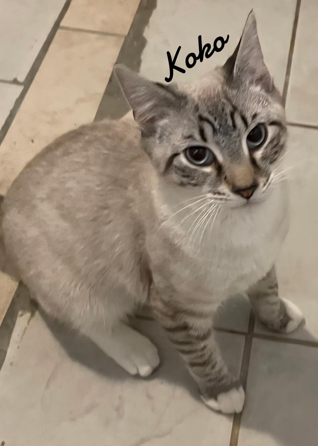 KOKO - Siamese available for adoption