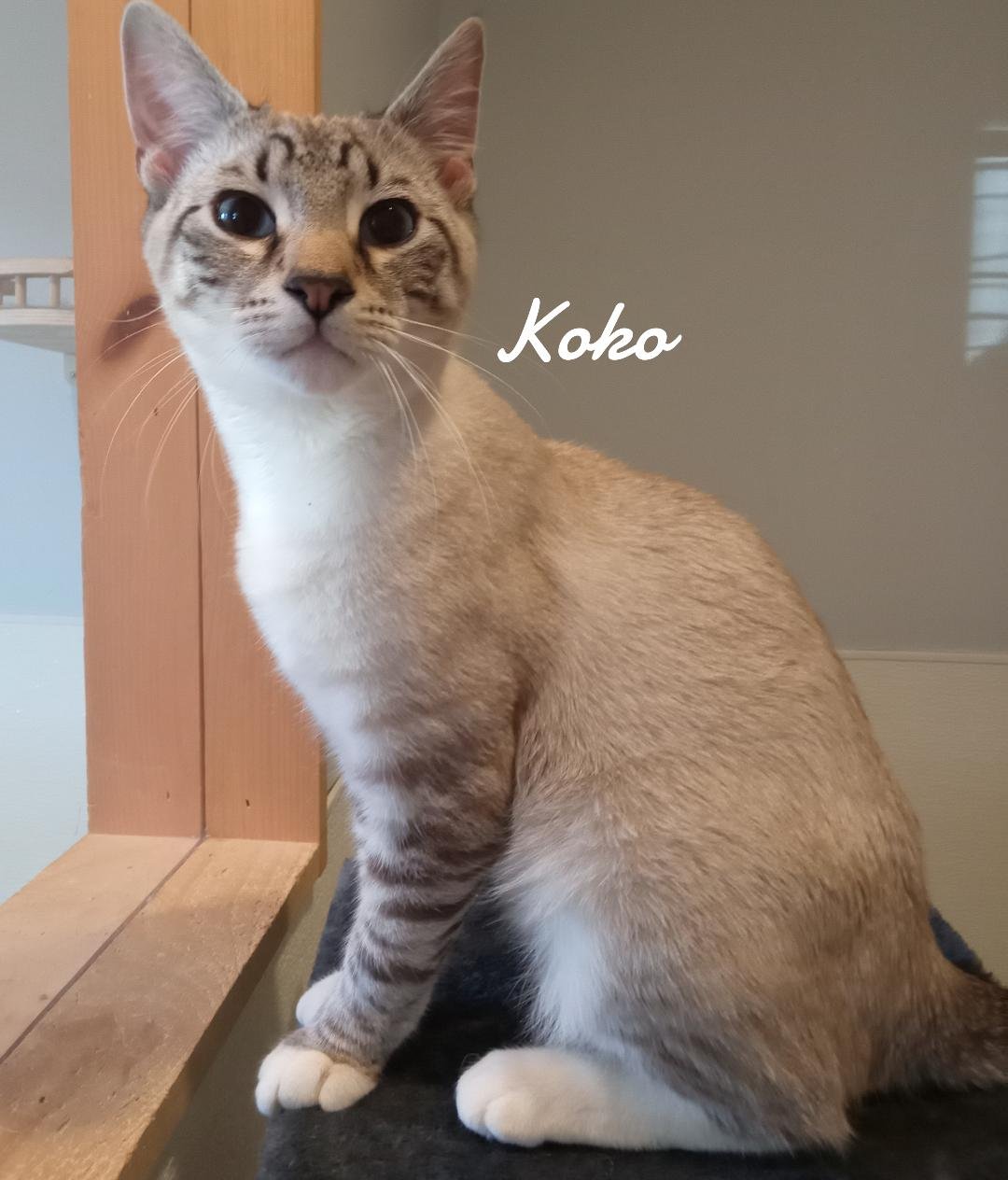 KOKO - Siamese available for adoption