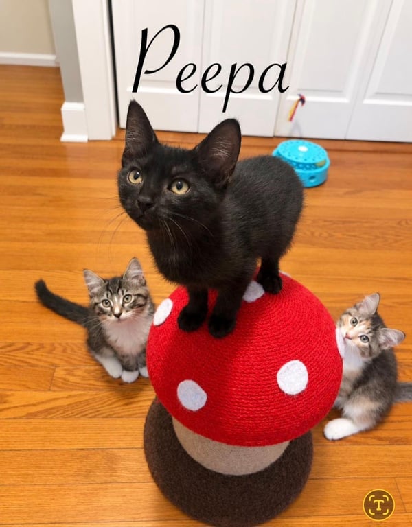 Peppa Image