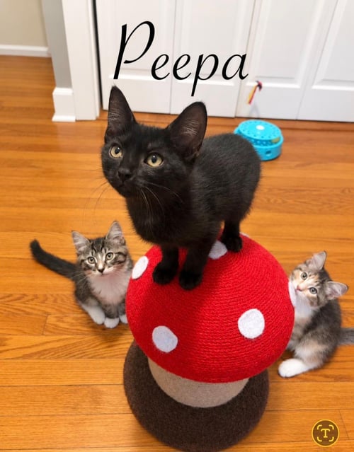 PEPPA - Domestic Short Hair available for adoption