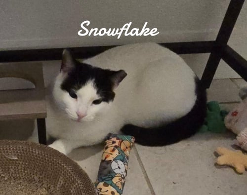SNOWFLAKE - Domestic Short Hair for adoption in New Haven
