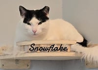 Snowflake - Photo 2