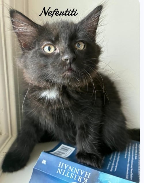 NEFERTITI - Domestic Medium Hair available for adoption