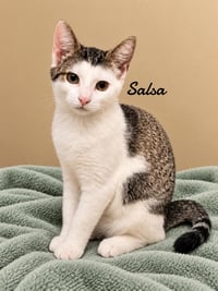 Salsa - Photo 1