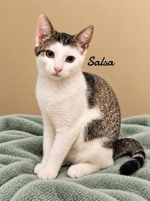 SALSA - Domestic Short Hair available for adoption