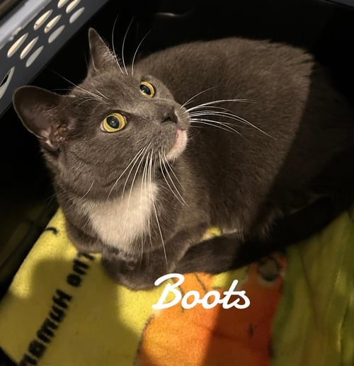 BOOTS - Domestic Short Hair available for adoption
