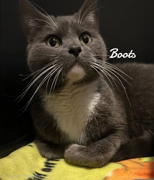 BOOTS - Domestic Short Hair available for adoption