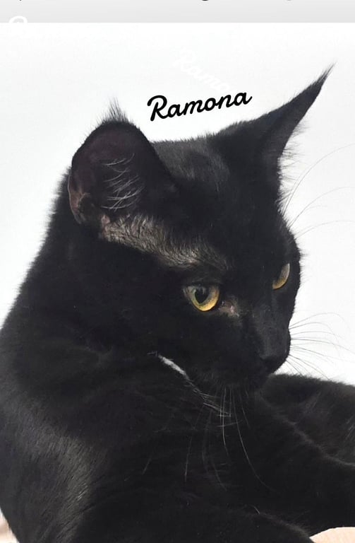 Ramona Image