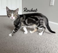Rocket - Photo 2