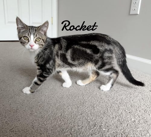 ROCKET - Domestic Medium Hair / Tabby available for adoption