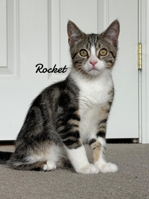 ROCKET - Domestic Medium Hair / Tabby for adoption in New Haven