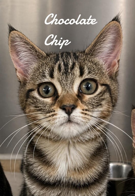 Cookie Kittens Image
