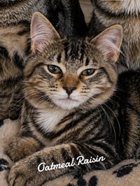 Cookie Kittens - Photo 2