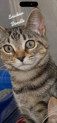 Cookie Kittens - Photo 3