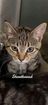 Cookie Kittens - Photo 4
