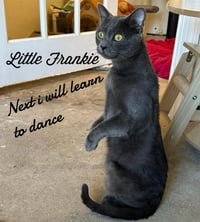 Little Frankie - Photo 2