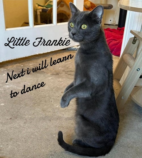 LITTLE FRANKIE - Domestic Short Hair available for adoption