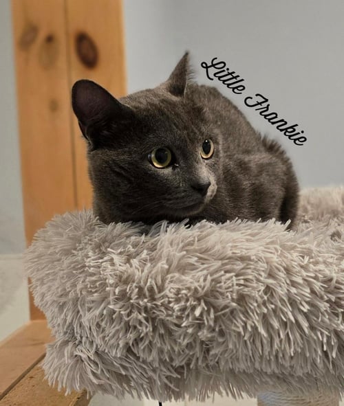 LITTLE FRANKIE - Domestic Short Hair available for adoption